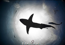 Oceanic Black Tip backlight by Marco Calvani 